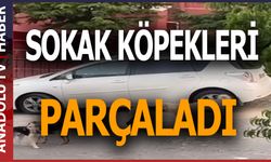 Bahçede kedi katliamı!
