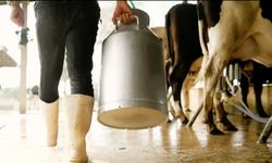 Çiğ süt fiyatlarından yeni rakam!