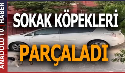 Bahçede kedi katliamı!