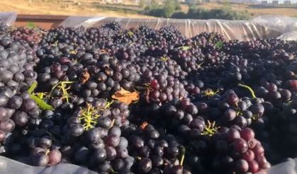 Nevşehirli çiftçi isyan etti: Darbe vurdular