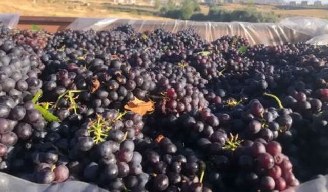 Nevşehirli çiftçi isyan etti: Darbe vurdular