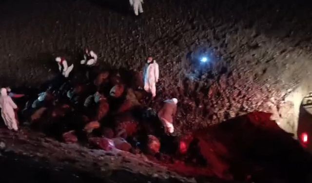 Iğdır’da arı saldırısının bilançosu: 816 koyun telef